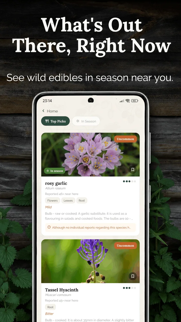 Caper — wild edibles in season near you